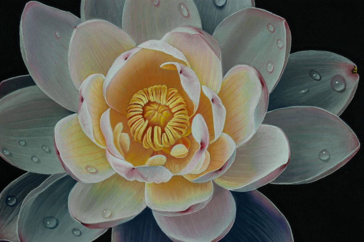 Photorealistic Botanical Pastel Drawing By Dietrich Moravec, 16 X 16, Lotus Mystery, Original Artwork