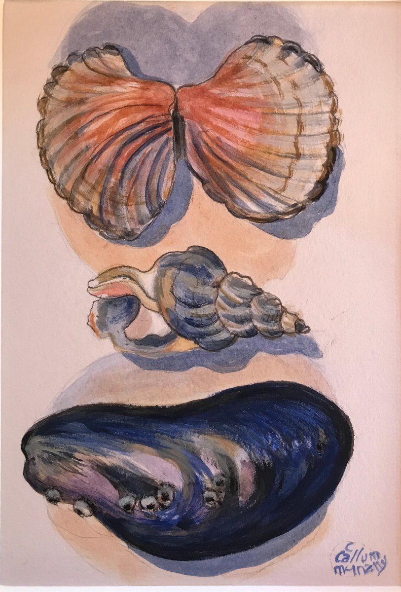 Seashells three by Christine Callum McInally