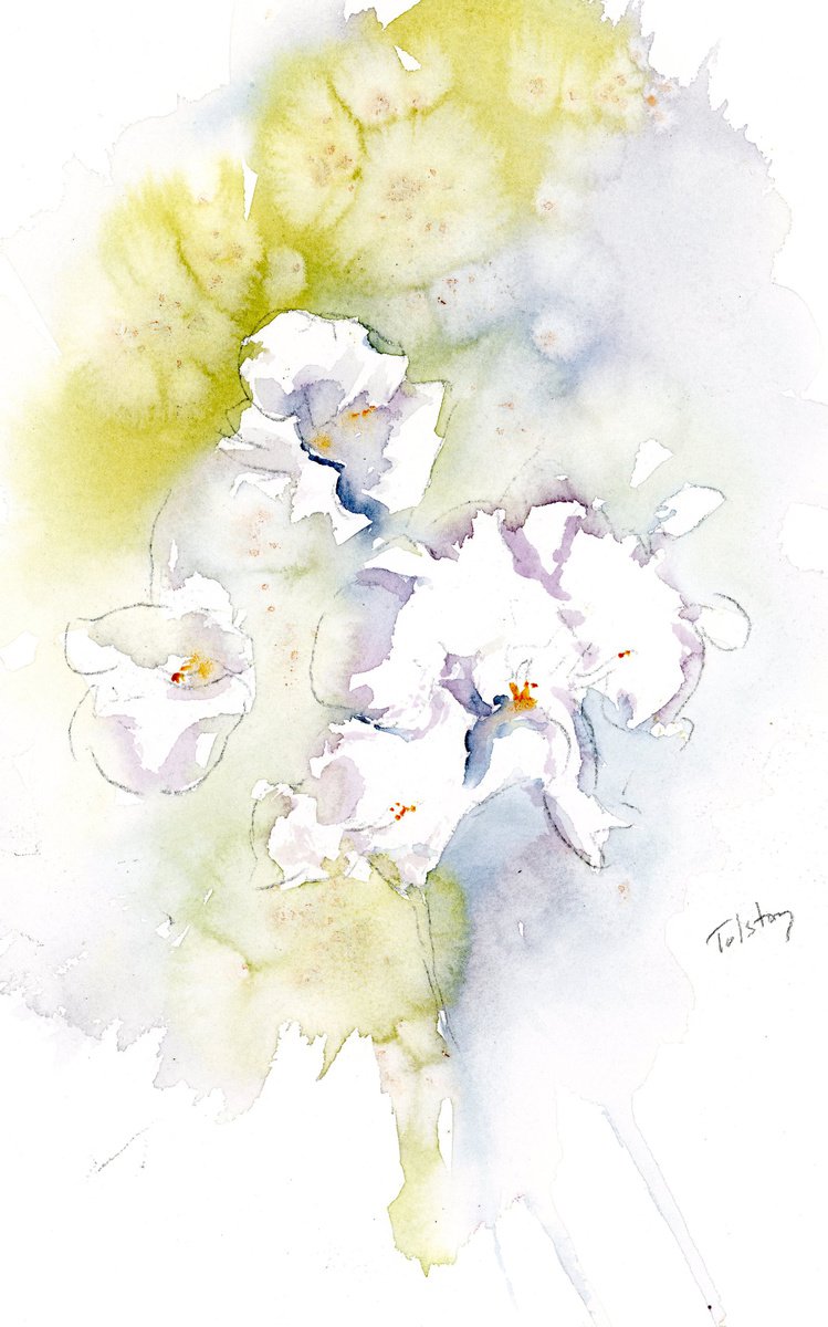 White Orchids by Alex Tolstoy