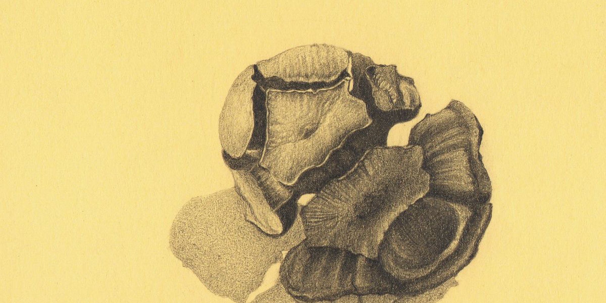 Art of the Day: "PINE CONE, 2015" by Nives Palmić