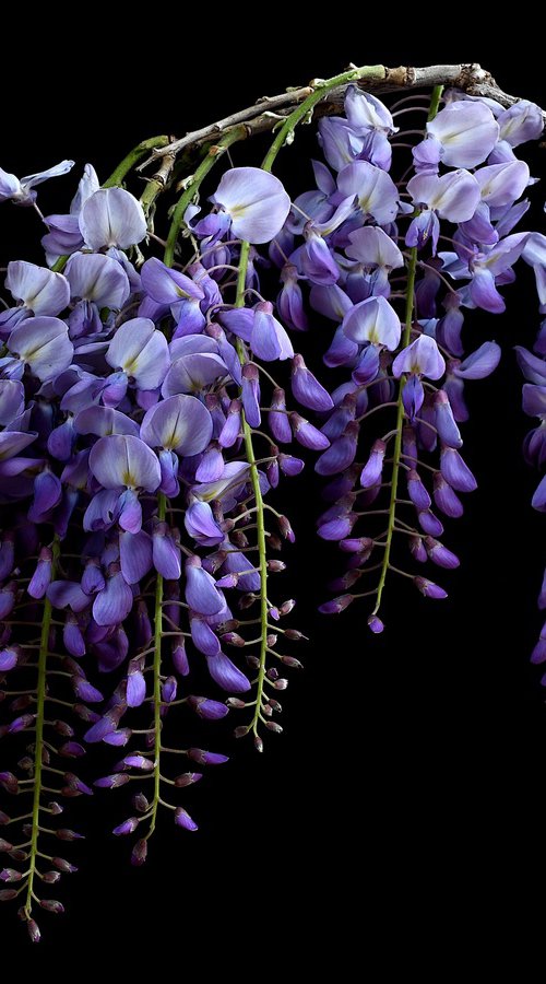 Wisteria by Nadia Culph