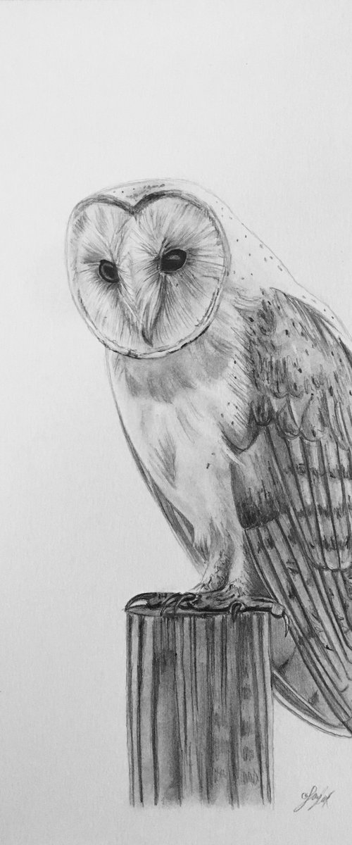 Owl by Amelia Taylor