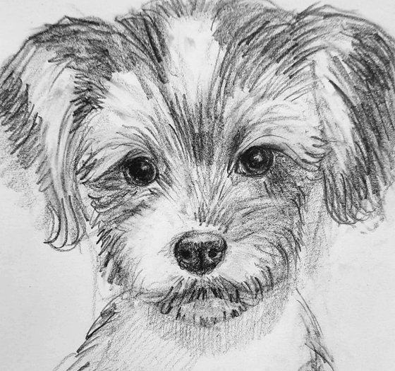 Biewer Terrier and Terrier