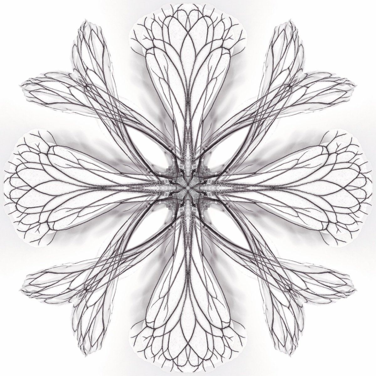 Organic Botanical Photograph By Inna Etuvgi, 17 X 17, Ruccola, Original Artwork