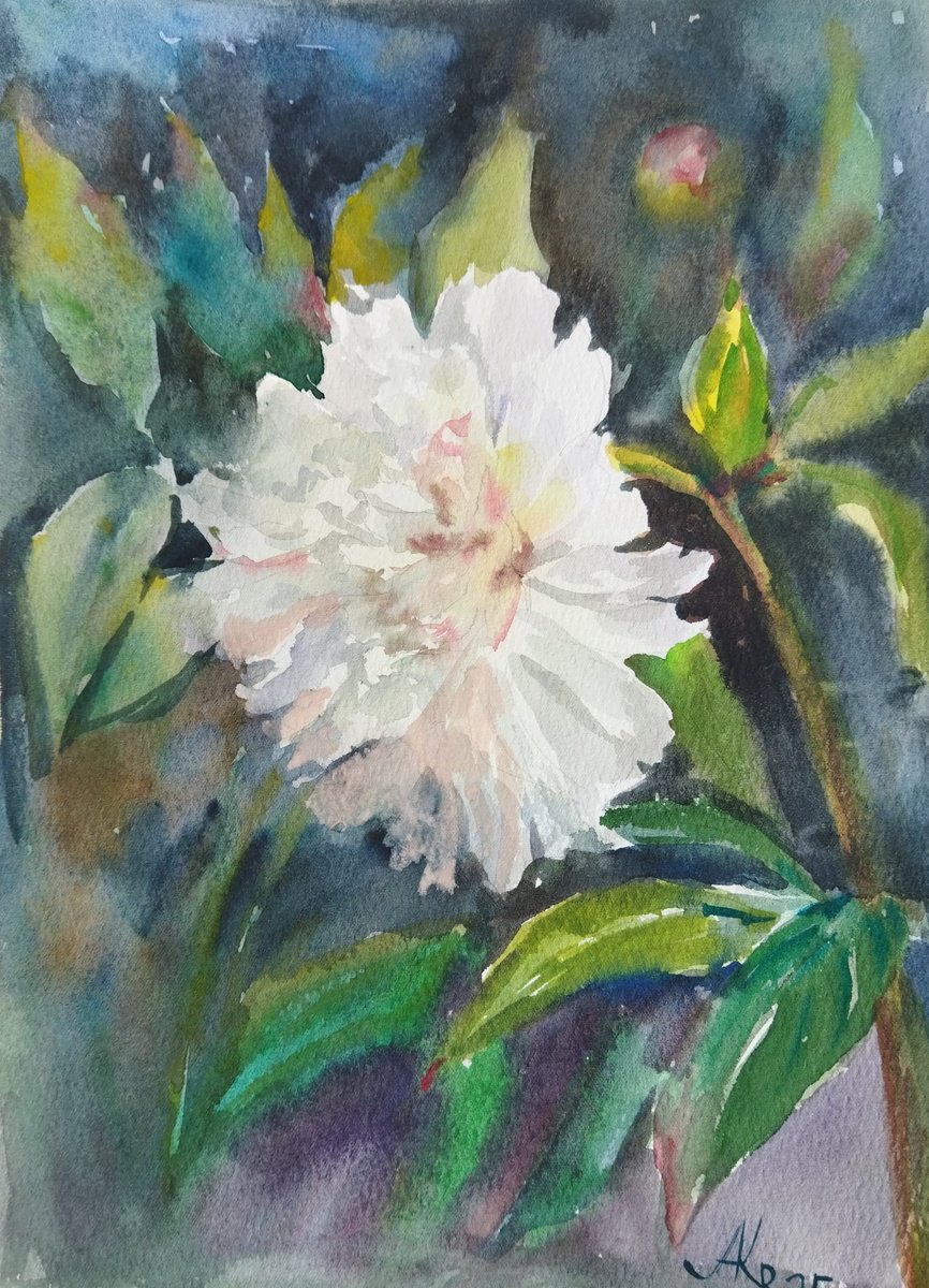 Impressionistic Botanical Watercolour By Ann Krasikova, 7 X 11, White Peony Glow, Original Artwork