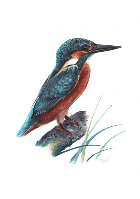 River Kingfisher