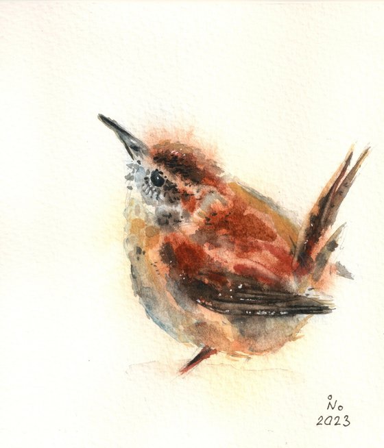 Little wren