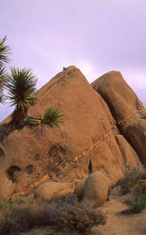 Joshua Tree by Ron Colbroth