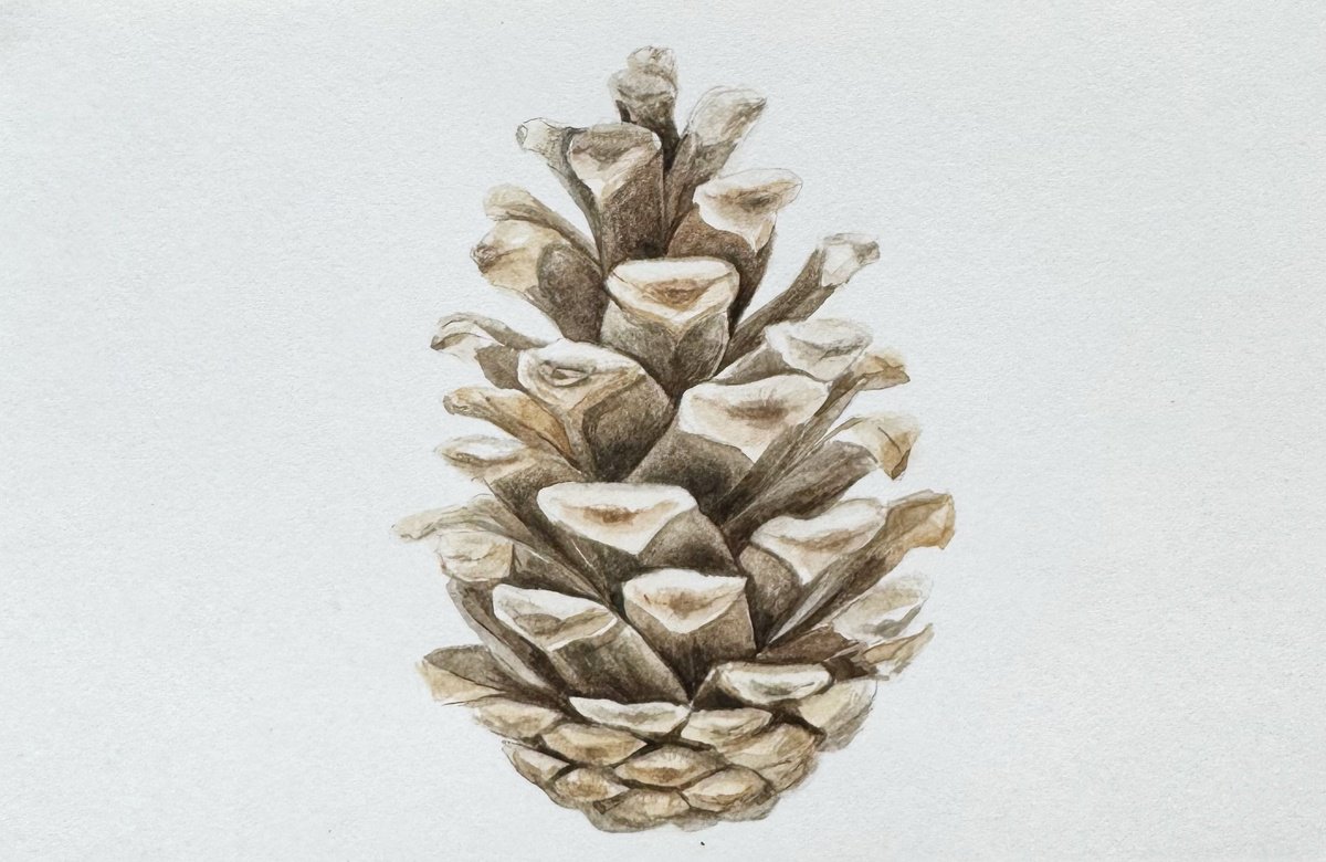 Illustrative Botanical Drawing By Julia Gorislavska, 6 X 4", Cone, Original Artwork