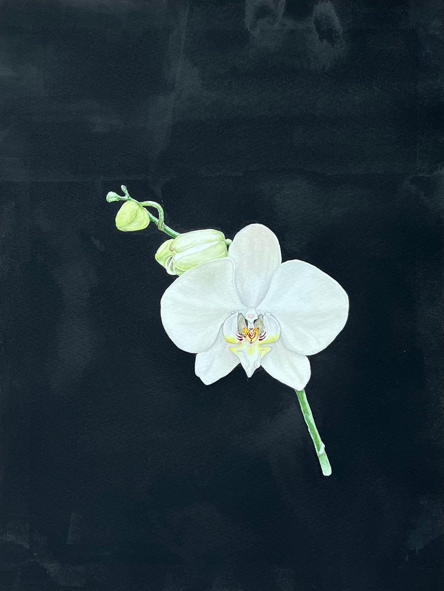 Wonderful orchid by Tetiana Kovalova