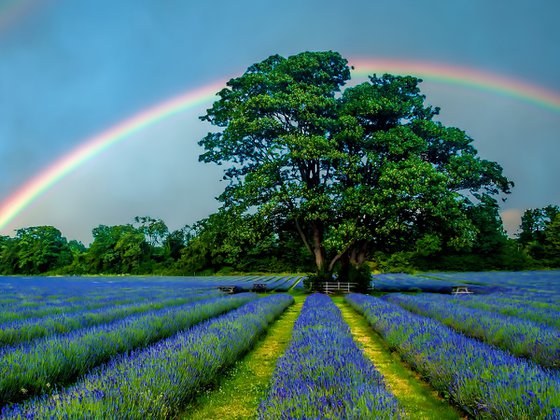 Rainbow over Lavender