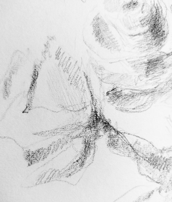Roses #5. Original pencil drawing