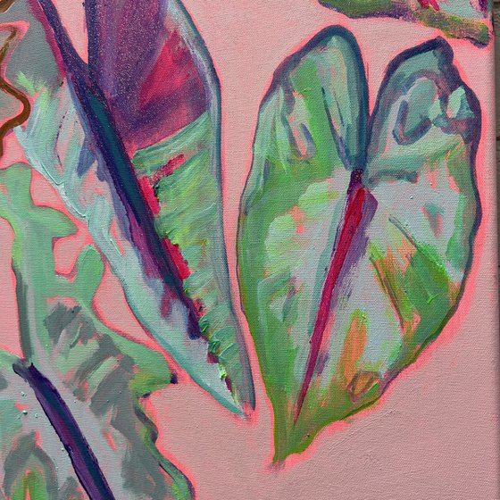 Alocasia Study III
