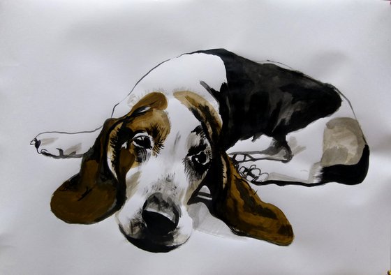 Basset hound