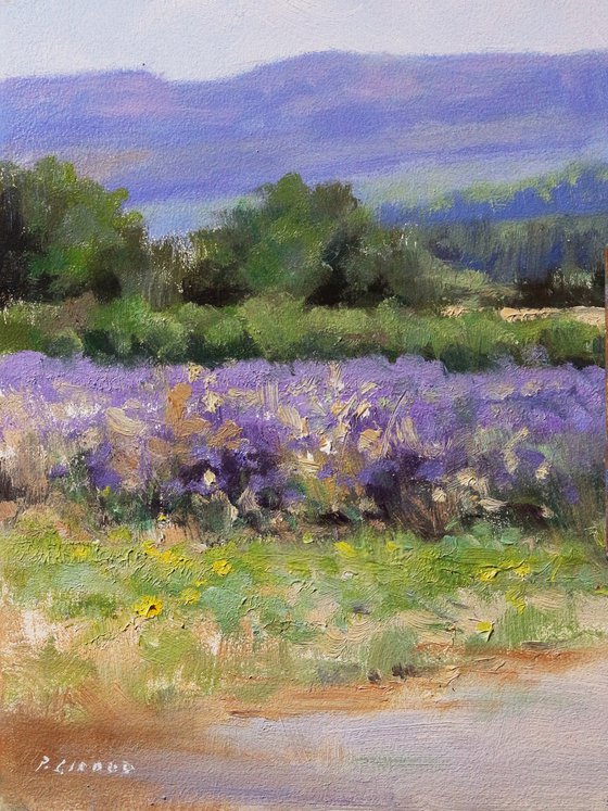 Lavender Haute-Provence