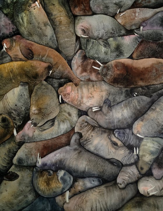 Walrus Colony Resting