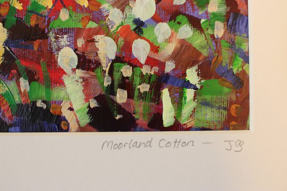 Moorland Cotton