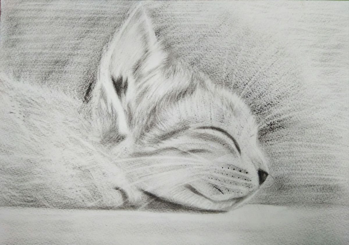 Kitten by Yulia Berseneva