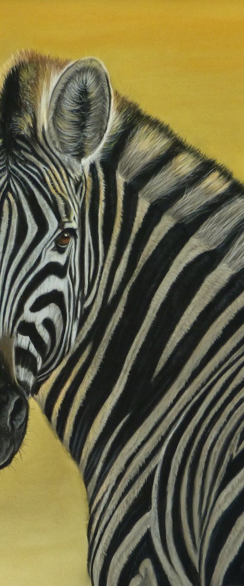 Zebra study by Silvia Frei