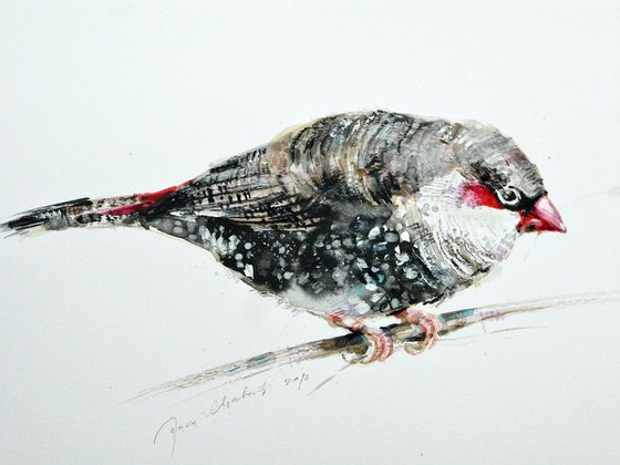 firetail finch