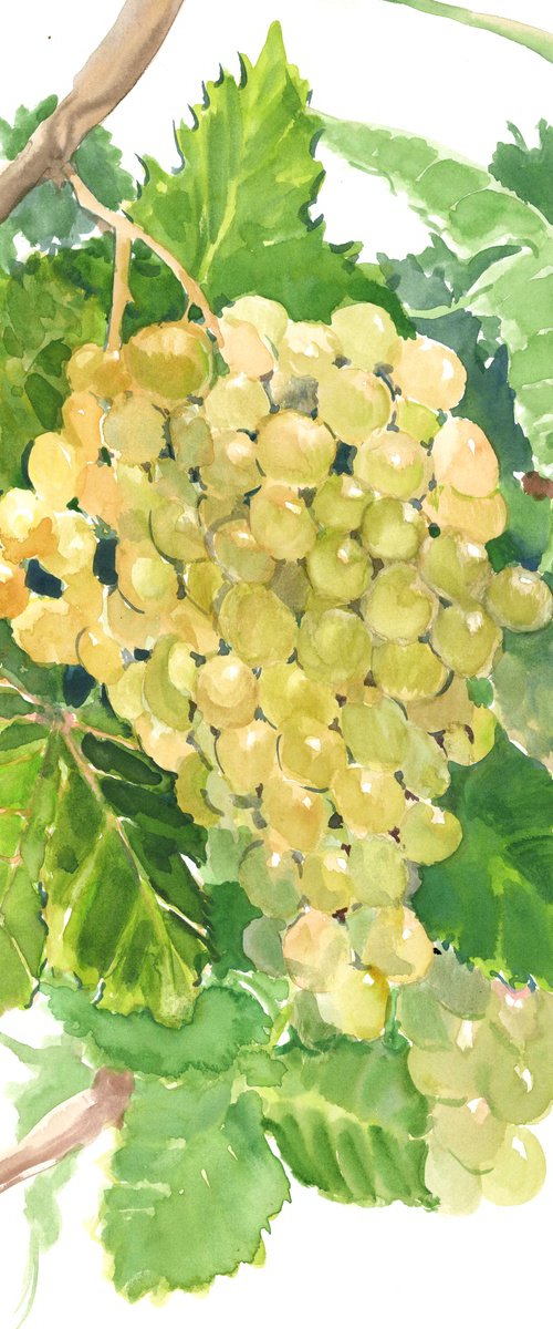 sauvignon blanc grape by Suren Nersisyan