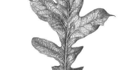 Artwork by Nataliia Kupchyk