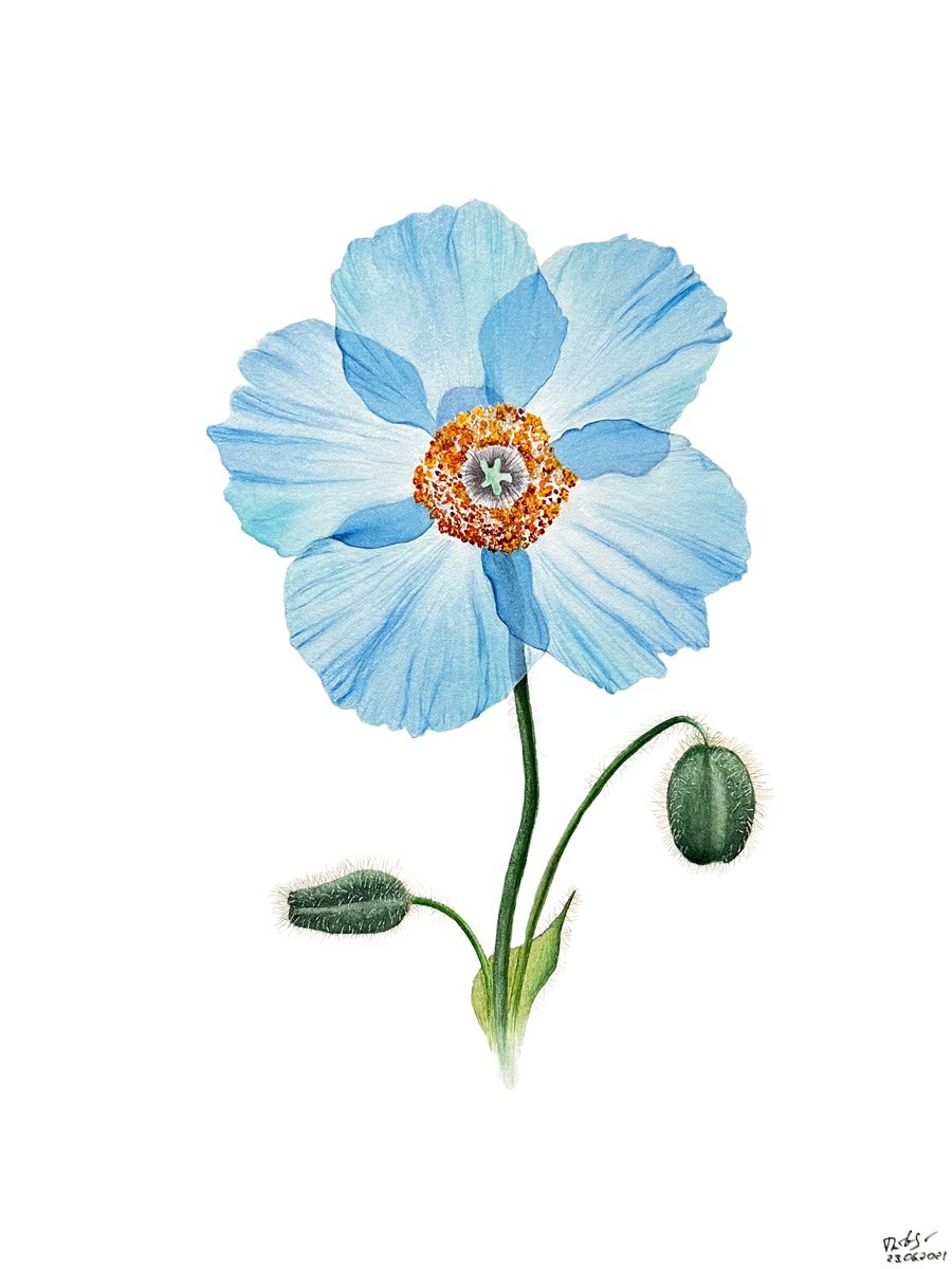 Photorealistic Botanical Watercolour By Tetiana Kovalova, 9 X 12", Tender Blue Alpine Poppy, Original Artwork