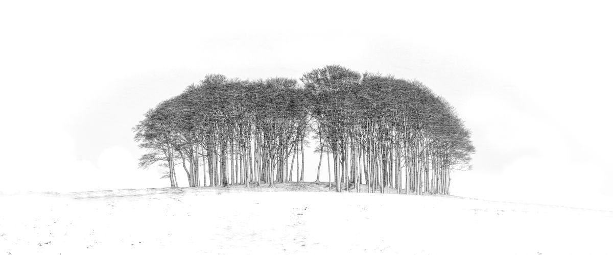 Landscape Photograph By Paul Nash, 24 X 10", Nearly Home Trees, Original Artwork