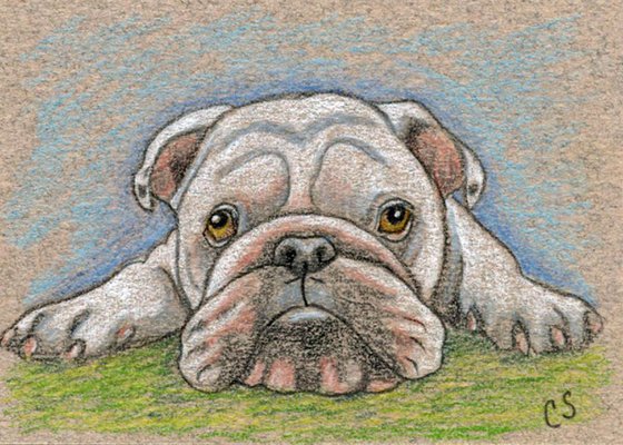 ACEO ATC Original Drawing English Bulldog Pet Dog Art-Carla Smale