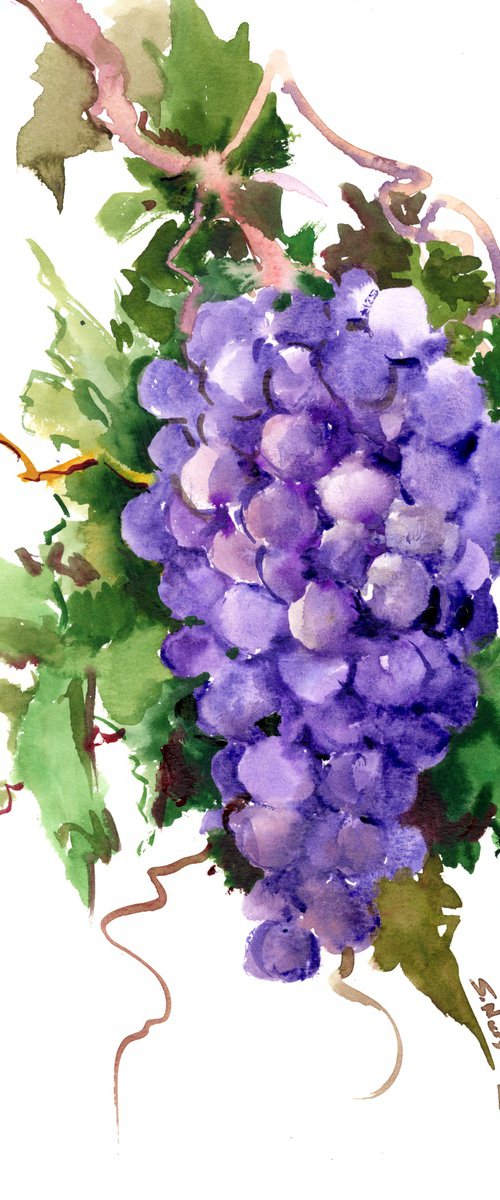 cabernet sauvignon grape by Suren Nersisyan