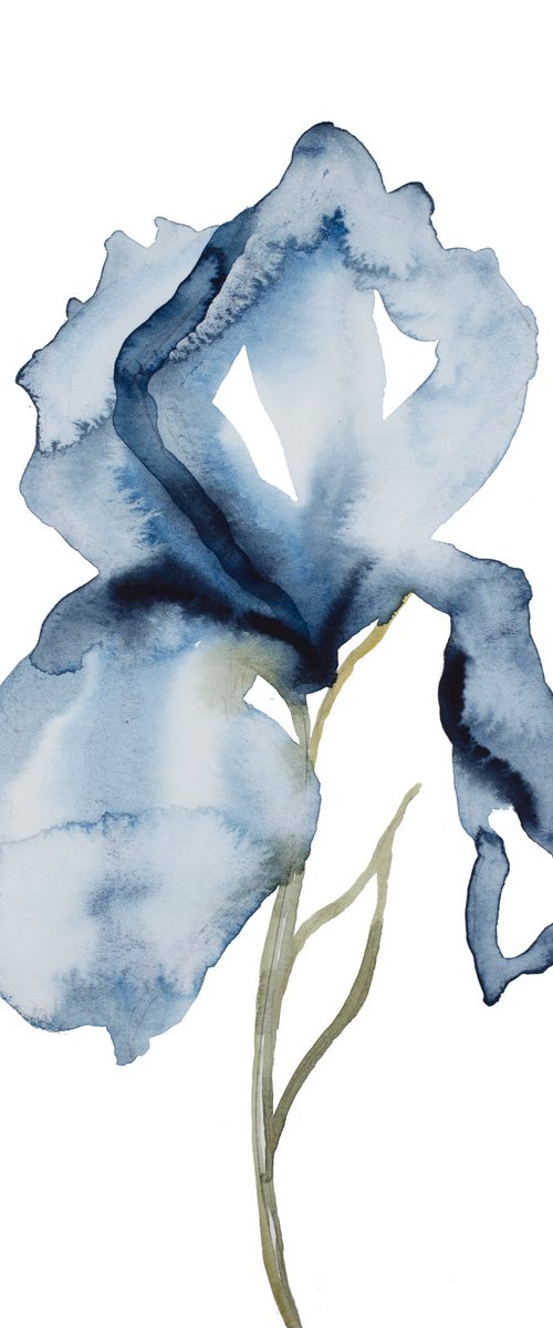 Iris No. 131 by Elizabeth Becker