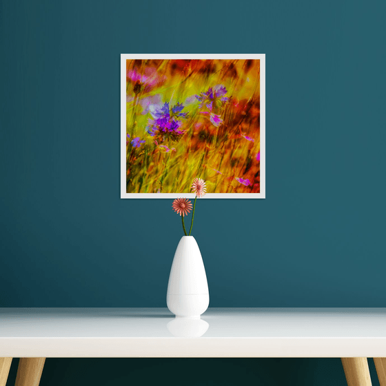 Summer Meadows #9. Limited Edition 1/25 12x12 inch Abstract Photographic Print.