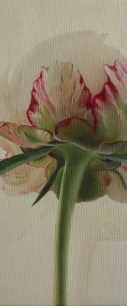White peony on a white background by Julia Diven
