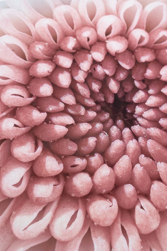 PINK VORTEX OF BLOOM