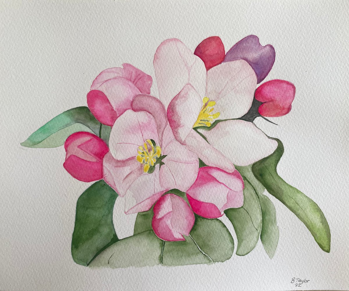 Apple blossom watercolour painting by Bethany Taylor