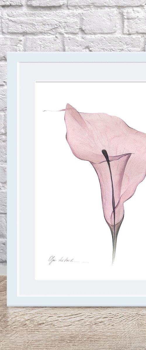 Transparent callas portrait 3 by Olga Koelsch