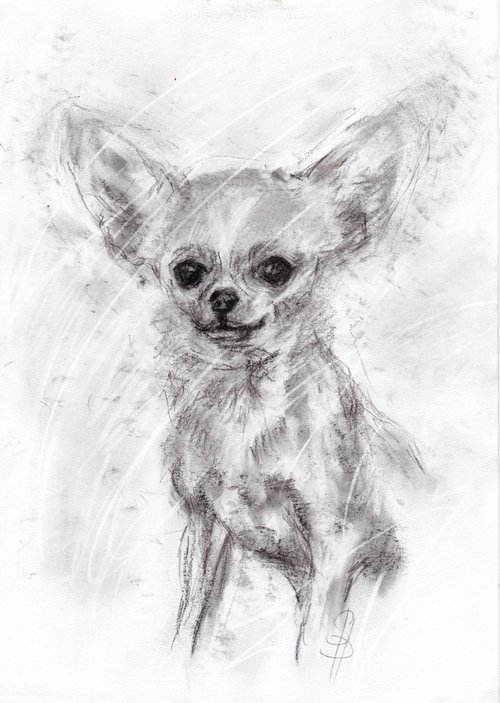 Chihuahua by SBBoursot