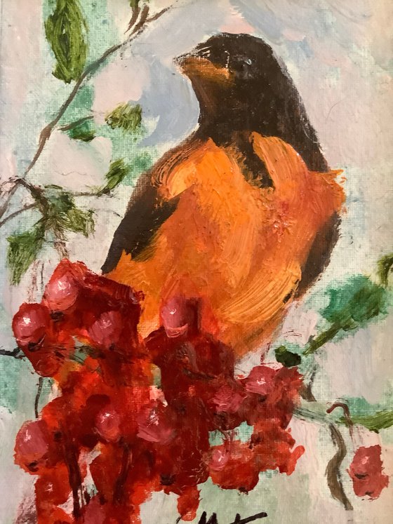 Oriole