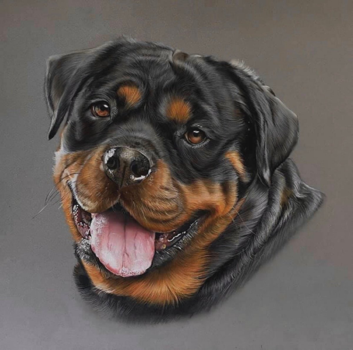 Rottweiler by Clare Parkes