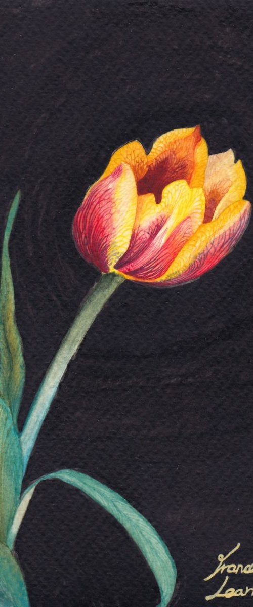 Small Tulip by Francesca Learmount at Cicca-Art