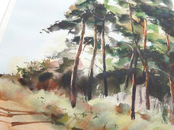 Watercolor pine forest in sunlight, Nature and shadows