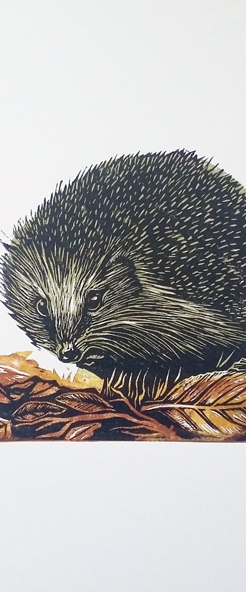 Hedgehog by Carolynne Coulson