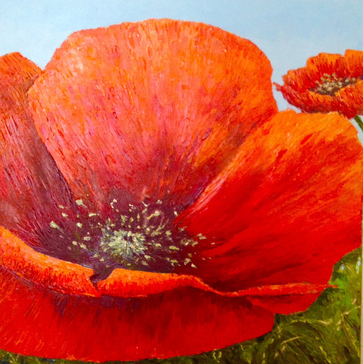 Poppies by David Mather