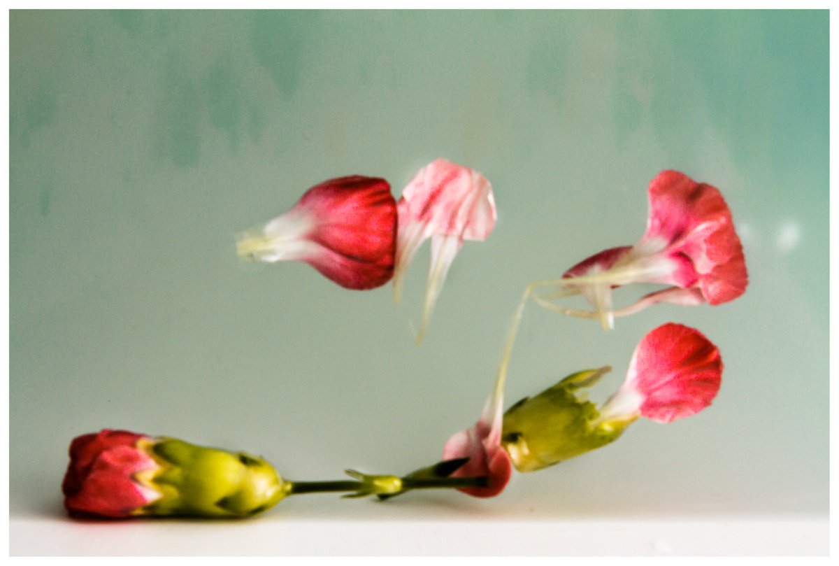 Impressionistic Botanical Photograph By Sandra Platas Hernandez, 23 X 17", Primavera, Original Artwork