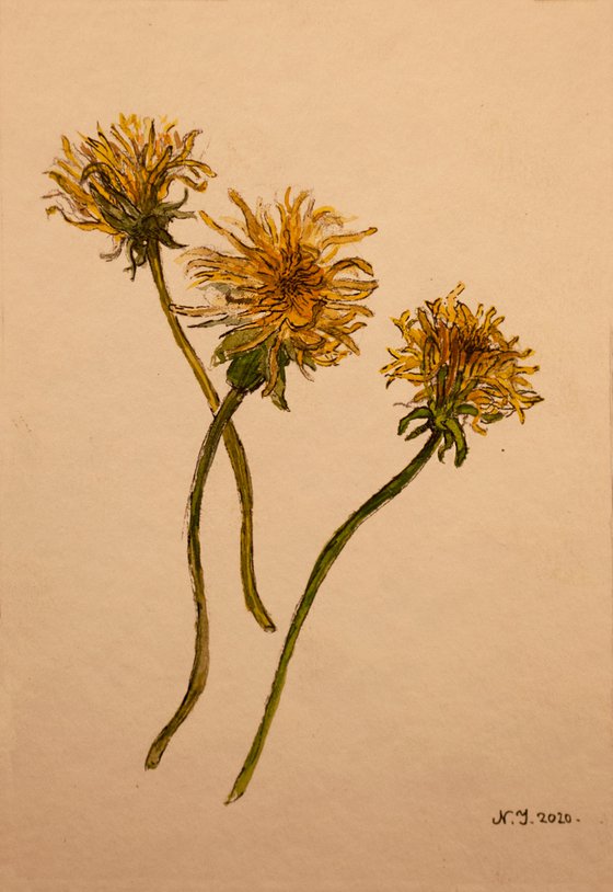 Three Withered Dandelions