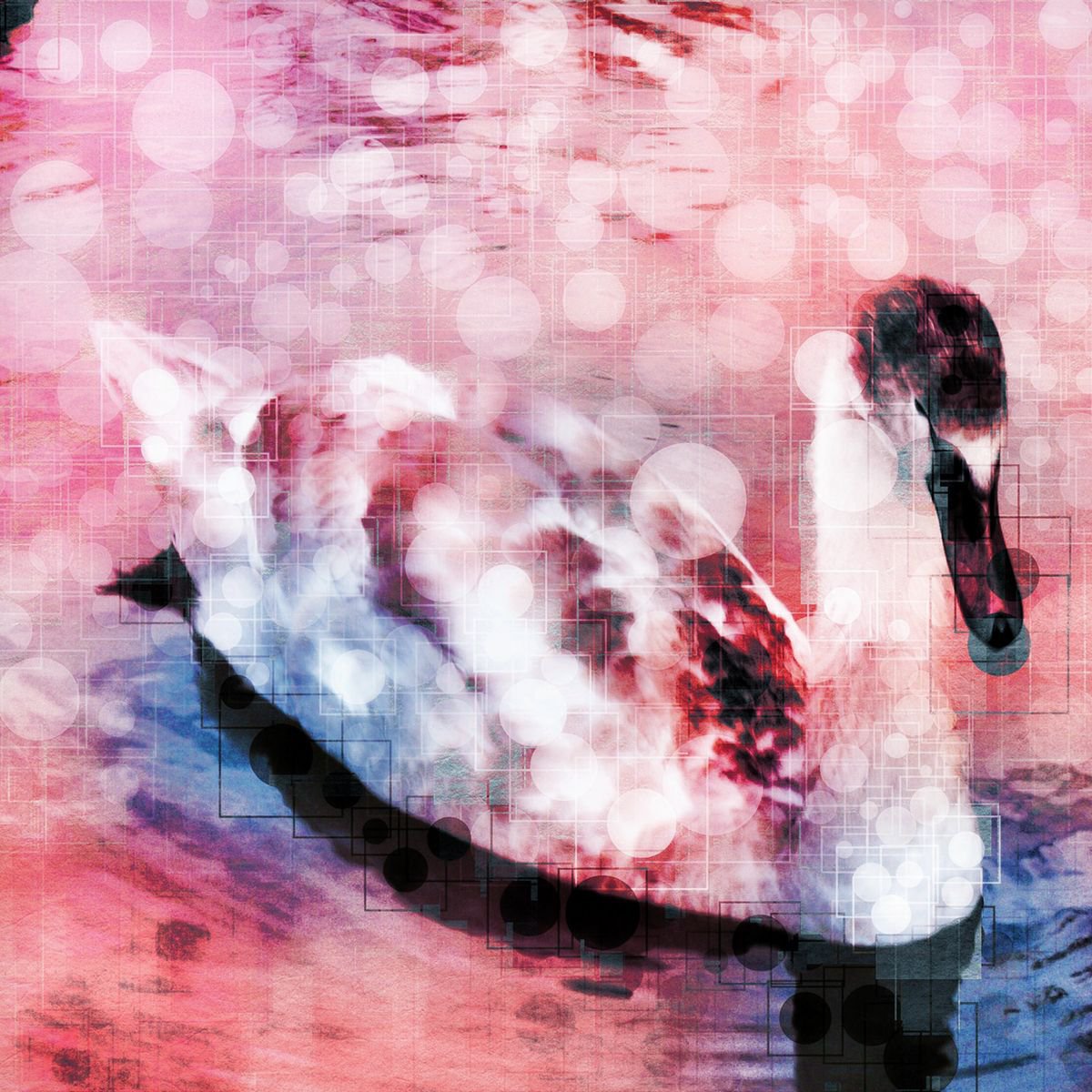 Swan Fantasy by Barbara Storey