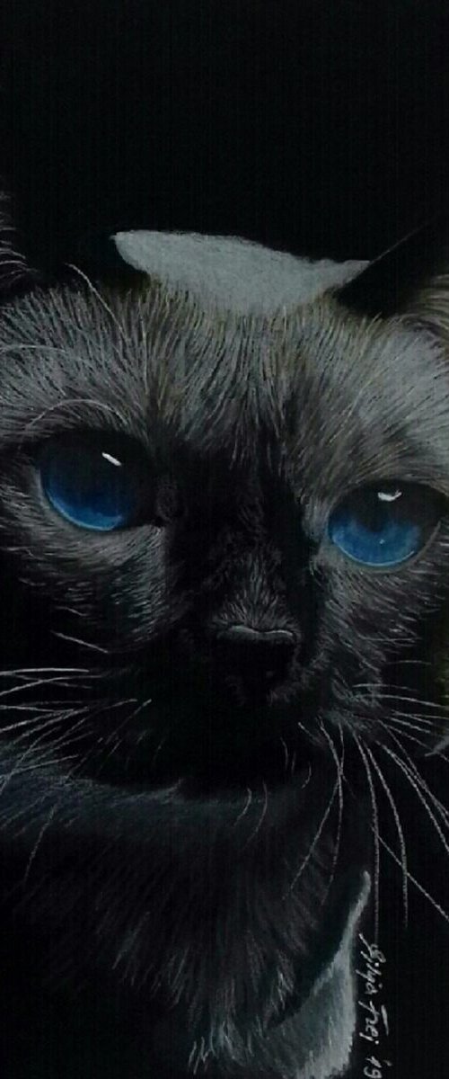 Blue Eyes - Cat Portrait by Silvia Frei