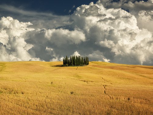 Landscape Art Photo: Tuscan Cypress Grove: Prelude to the Storm by Peter Zelei