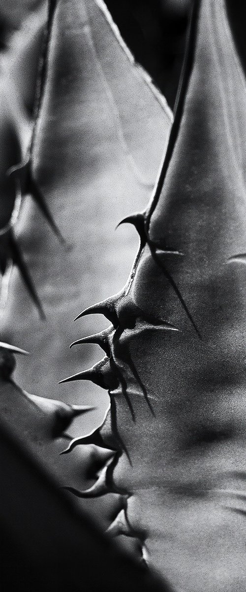 Agave, Baja California #3 by Heike Bohnstengel