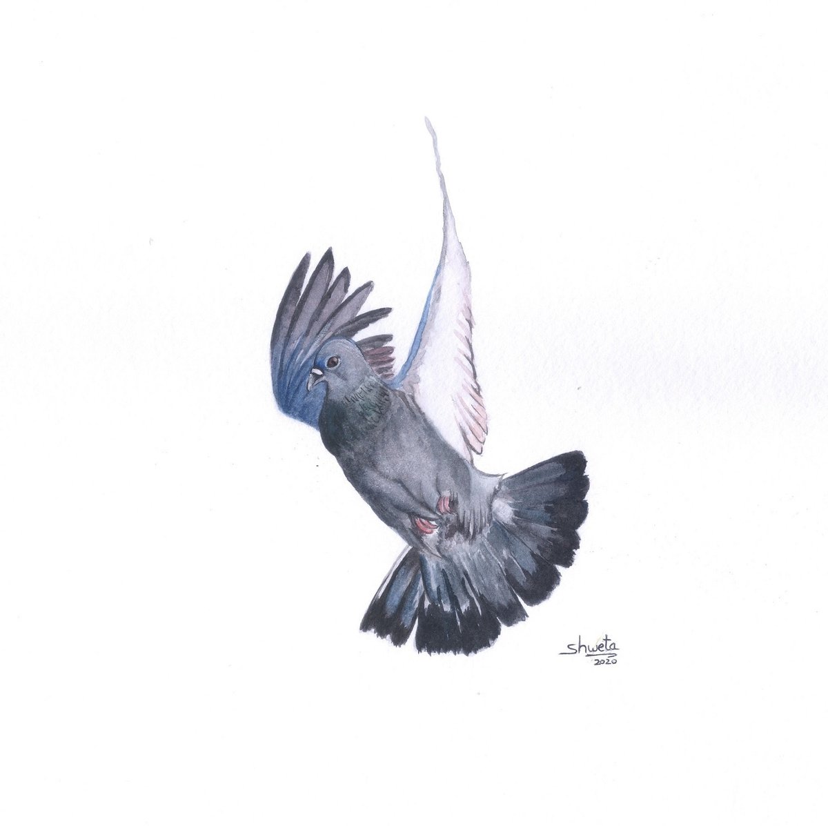 Rock Pigeon Watercolour Painting by Shweta Mahajan